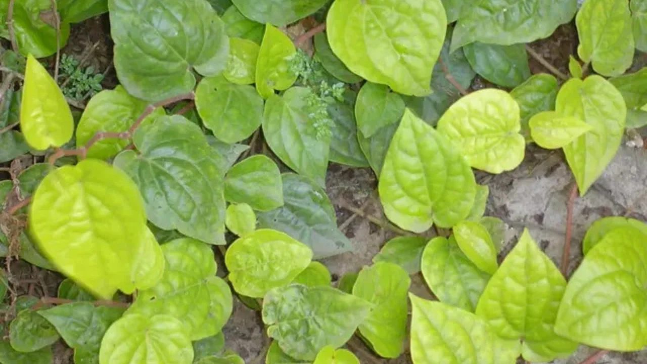 Daun Sirih Merah (Dok Pribadi/Fitriyani Puspa Samodra)