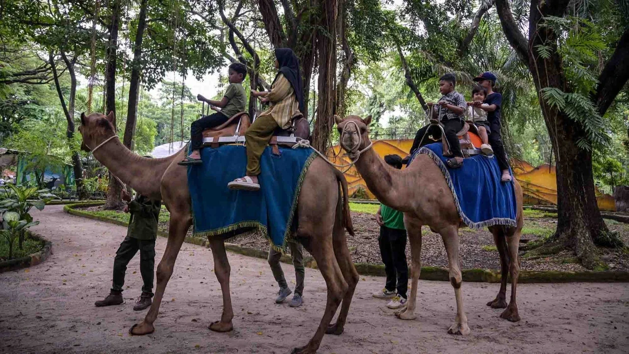 Anak-anak menunggang unta di Kebun Binatang Surabaya selama liburan Natal dan Tahun Baru di Surabaya, Minggu (21/12/2025).