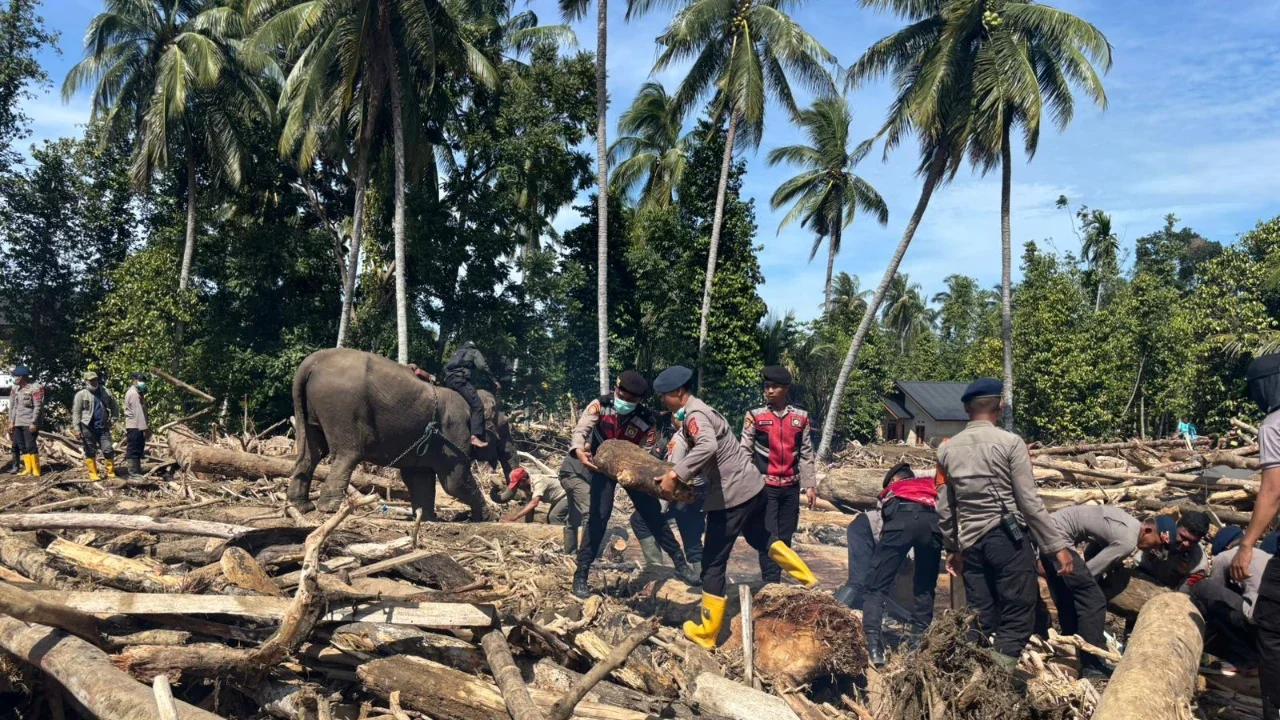 Cegah Kematian Gajah Sumatra Akibat Virus EEHV, Kemenhut Gandeng Vantara dari India*