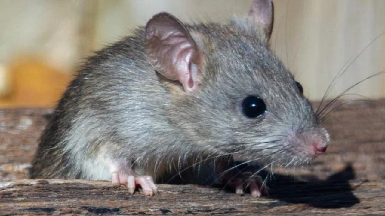 Ilustrasi Tikus