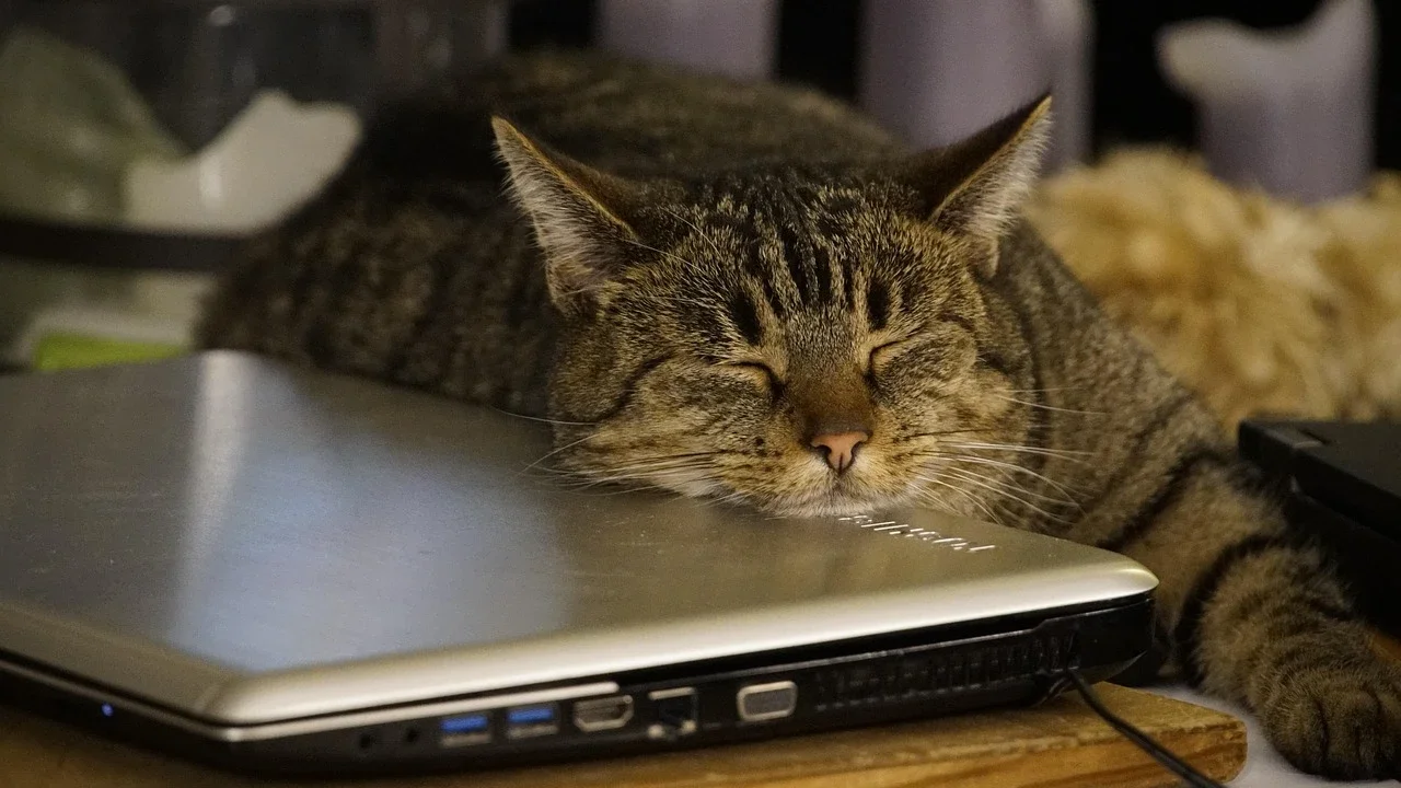 Kucing di Atas Laptop