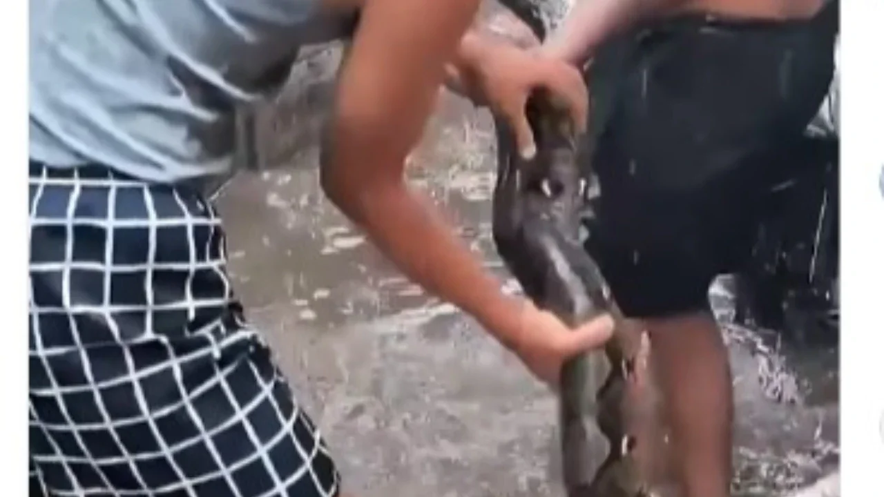 Bikin Merinding, Ular Masuk Permukiman Saat Banjir Warga Menjerit Histeris