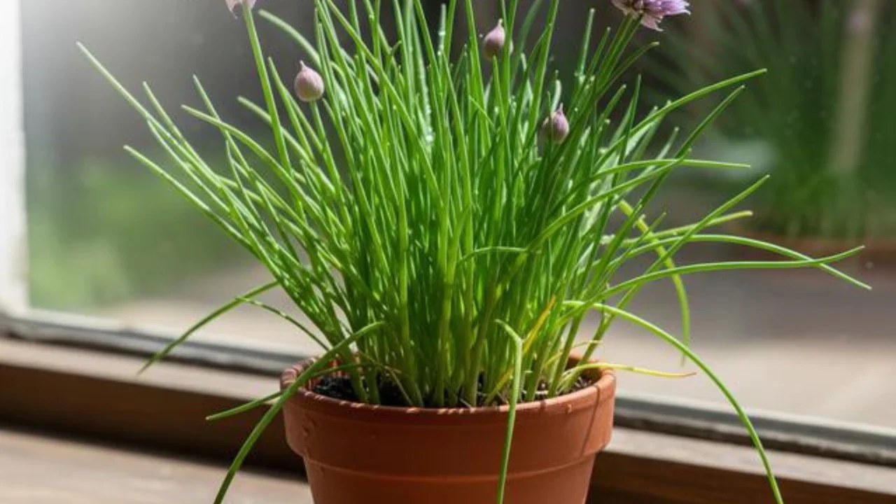Daun basil dan oregano. (Via: ramboproducts.com)