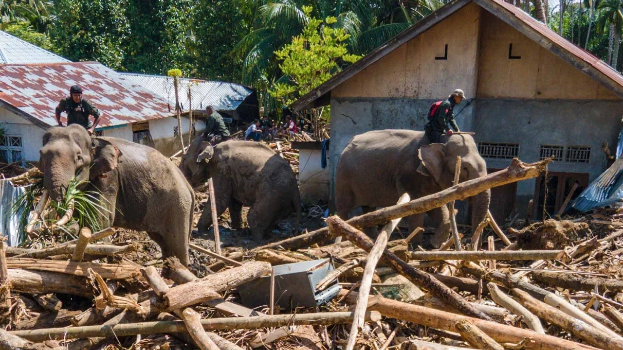 Gajah Sumatra dikerahkan untuk membantu proses evakuasi korban banjir bandang di Meureudu, Kabupaten Pidie Jaya, Aceh, Senin (08/12/2025).