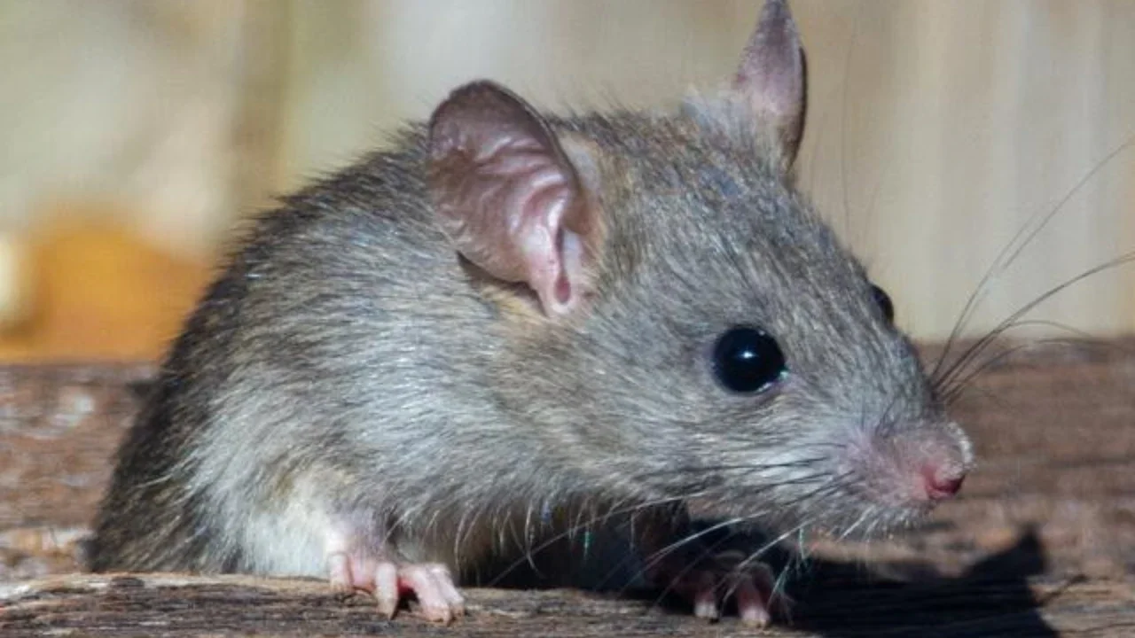 Ilustrasi Tikus