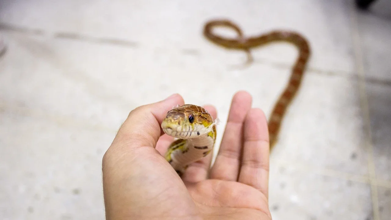 Ular Jagung (Corn Snake)