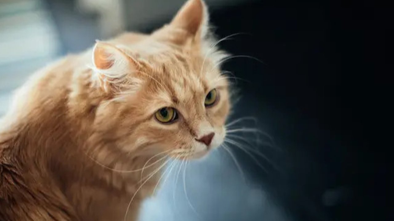 Ilustrasi Kucing Credit: pexels.com/Merryman
