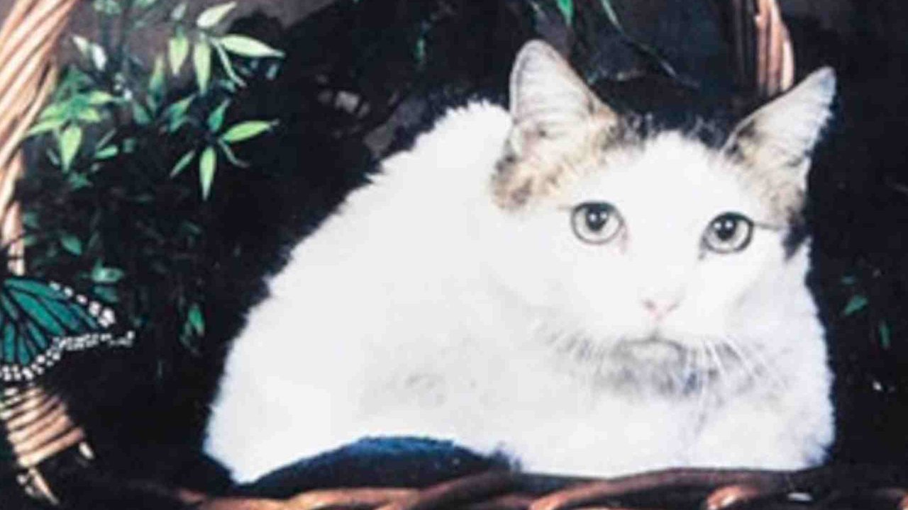 Kucing Tertua di Dunia