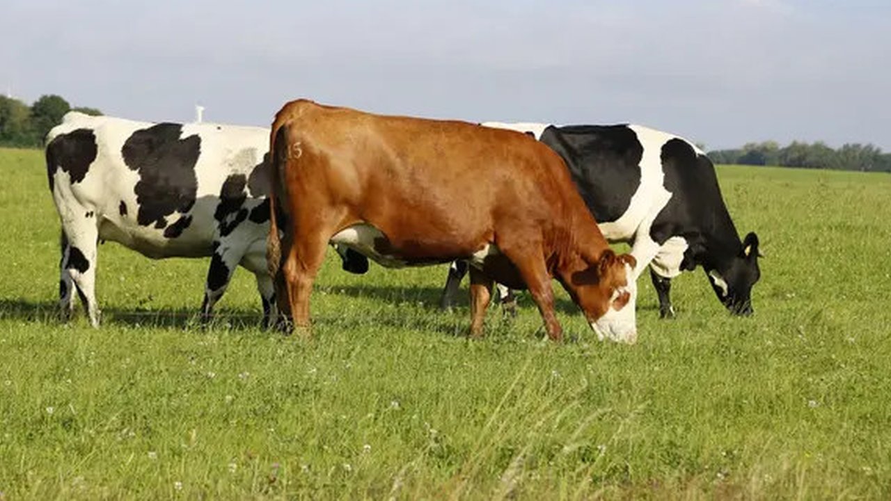 Ilustrasi hewan ternak sapi (Istimewa)