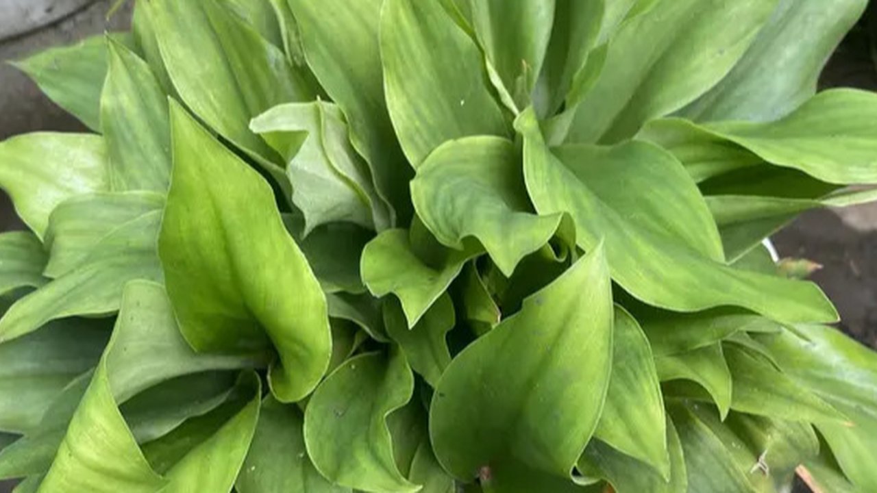 Daun pandan wangi kaya manfaat, seperti menurunkan tekanan darah, meredakan nyeri sendi, mengatasi insomnia, dan membantu mengontrol gula darah, berkat kandungan flavonoid dan minyak atsiriny
