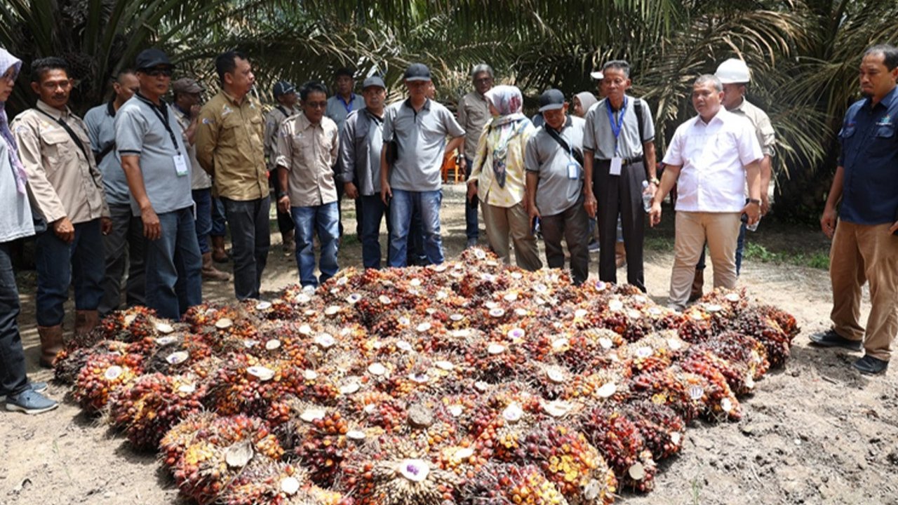 Asosiasi Petani Kelapa Sawit Perkebunan Inti Rakyat (Aspekpir) serta pengurus sejumlah koperasi produsen sawit dari Kalimantan Barat yang menaungi ratusan petani sawit di wilayah tersebut mempelajari pola kemitraan yang dilangsungkan PTPN IV PalmCo Regional 3 Provinsi Riau.