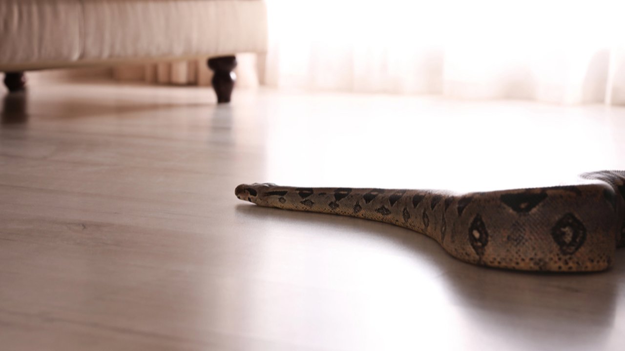 Ilustrasi ular masuk rumah.