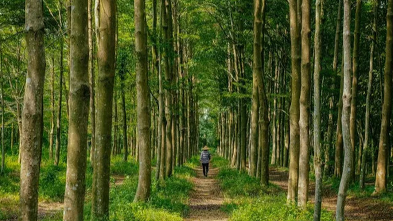 Ilustrasi Hutan Pinus / Sumber: Pixabay