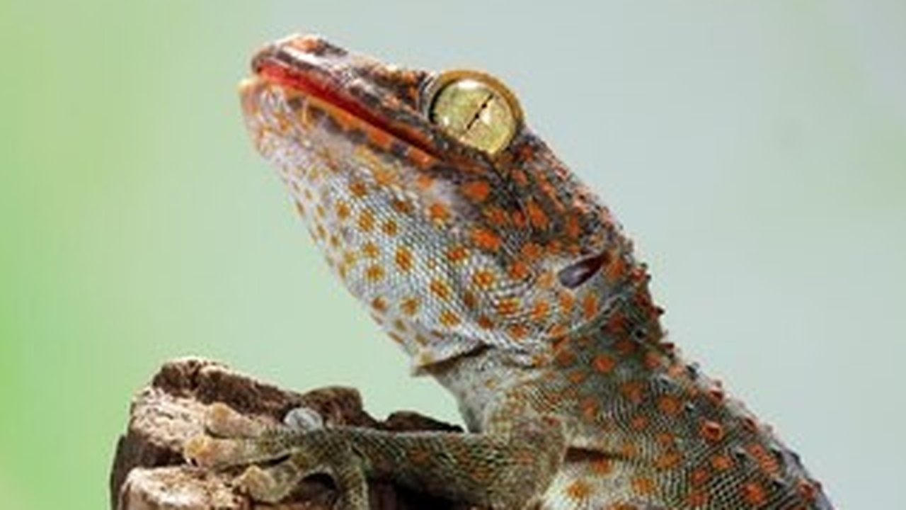 Cara Mengusir Tokek dengan Bahan Alami