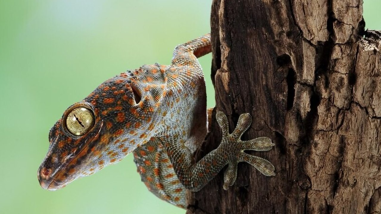 Cara Mengusir Tokek dengan Bahan Alami