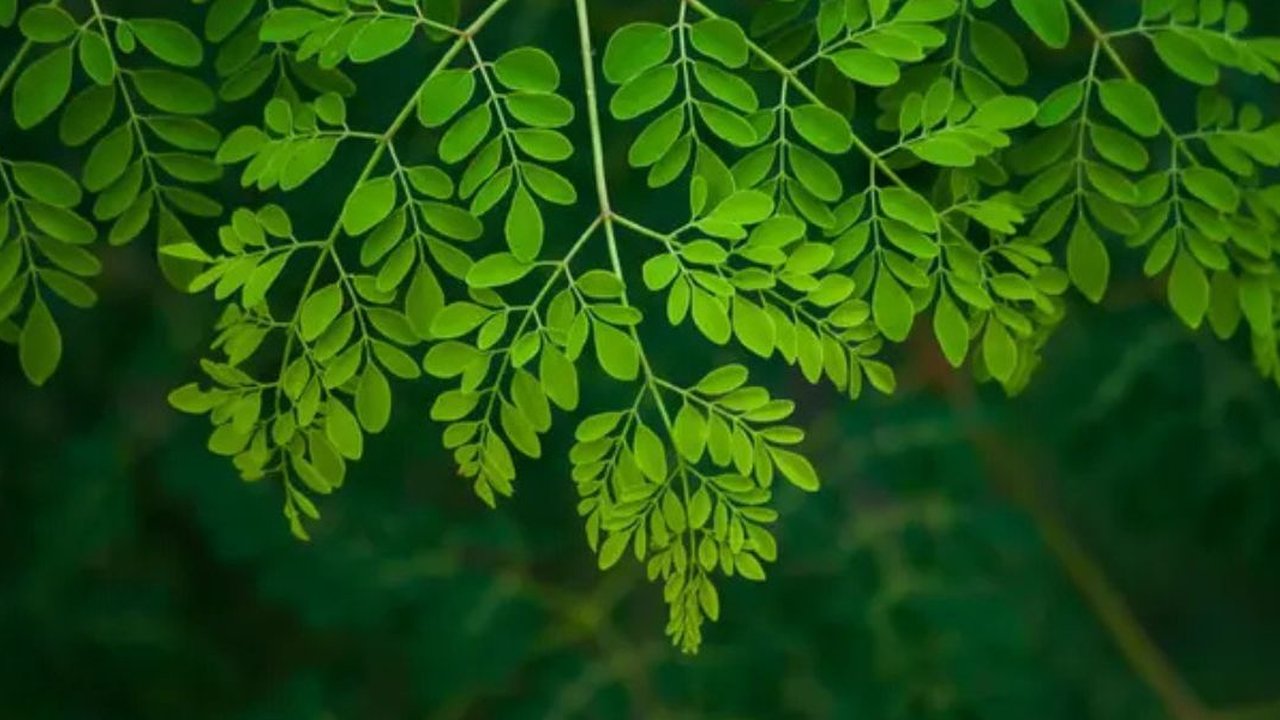 Ilustrasi daun kelor
