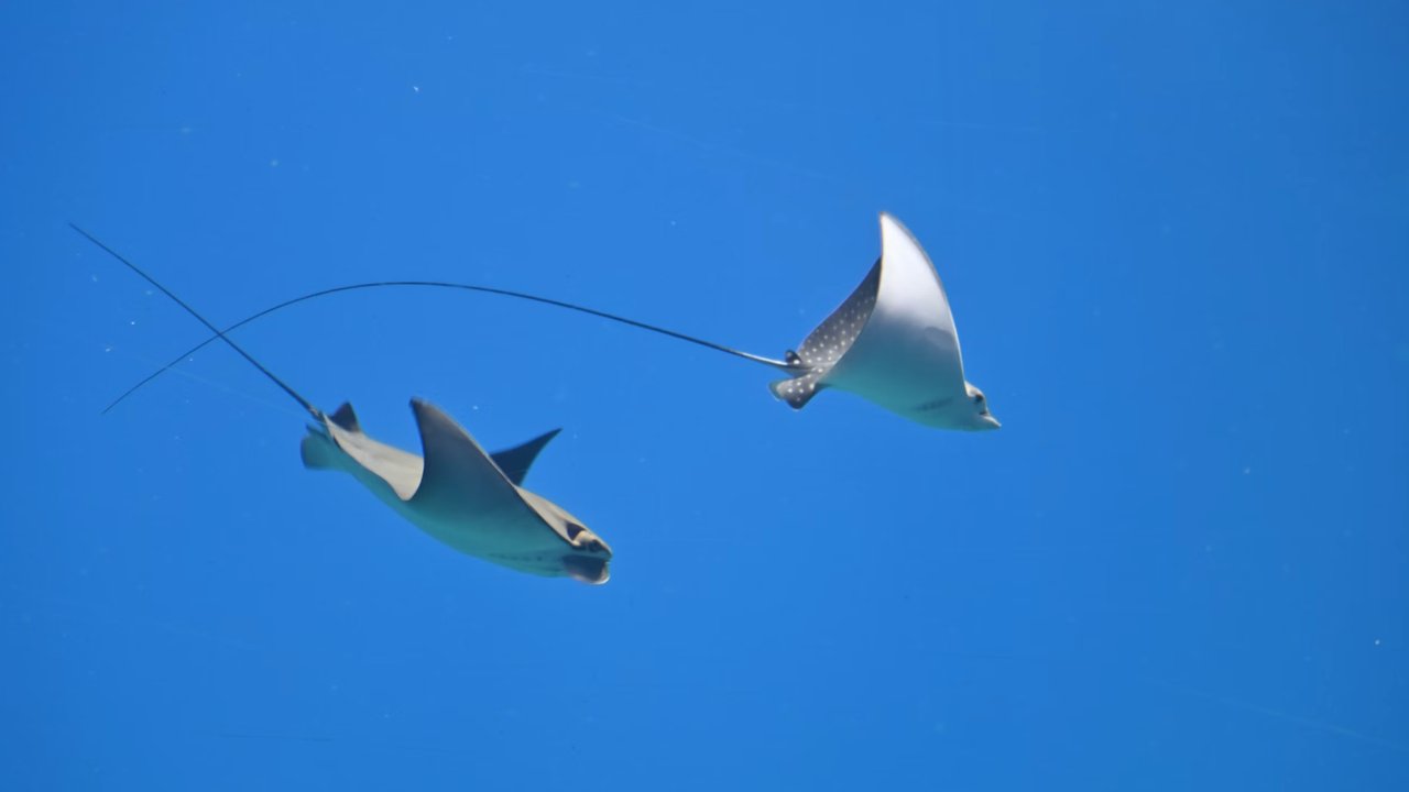 Bukan Anglerfish, Ini Ikan yang Dinobatkan Paling Cerdas Menurut Ilmuwan