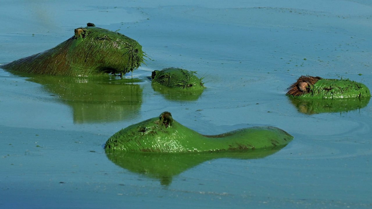 Kapibara (Hydrochoerus hydrochaeris) ditutupi lendir hijau akibat sianobakteri , di Sungai Uruguay, dekat Concordia, Entre Rios, Argentina, (13 /02/ 2025) waktu setempat.