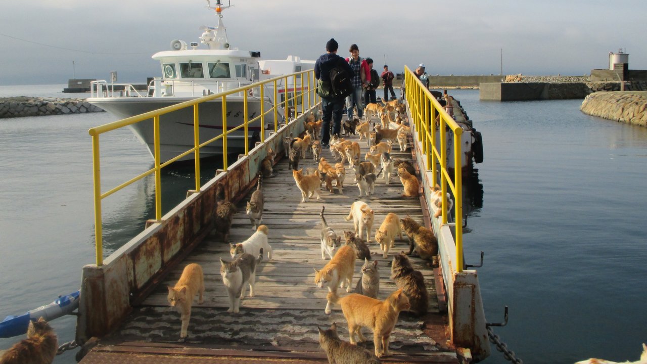 Kucing-kucing di Pulau Aoshima Jepang. (dok. foto KAZUYUKI ONO / AFP)
