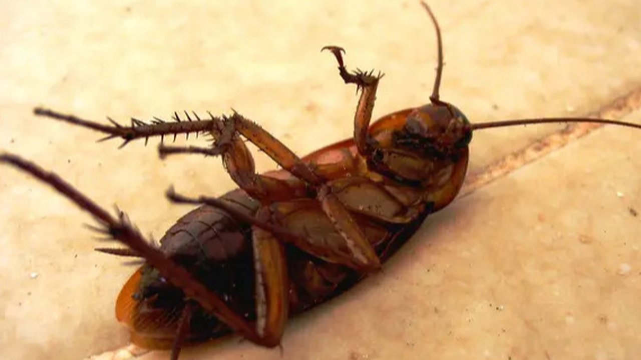 Ilustrasi kecoak di kamar mandi.