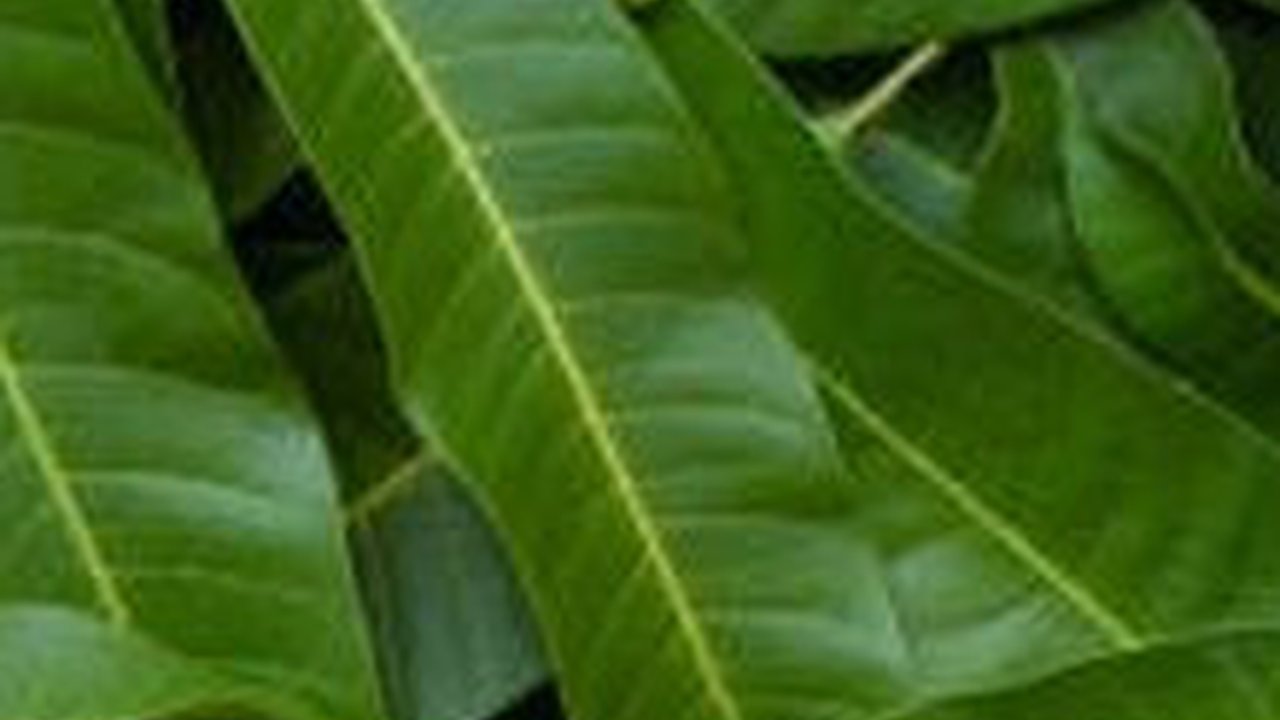 Daun Mangga Punya Manfaat Luar Biasa untuk Kesehatan, Termasuk Stabilkan Gula Darah