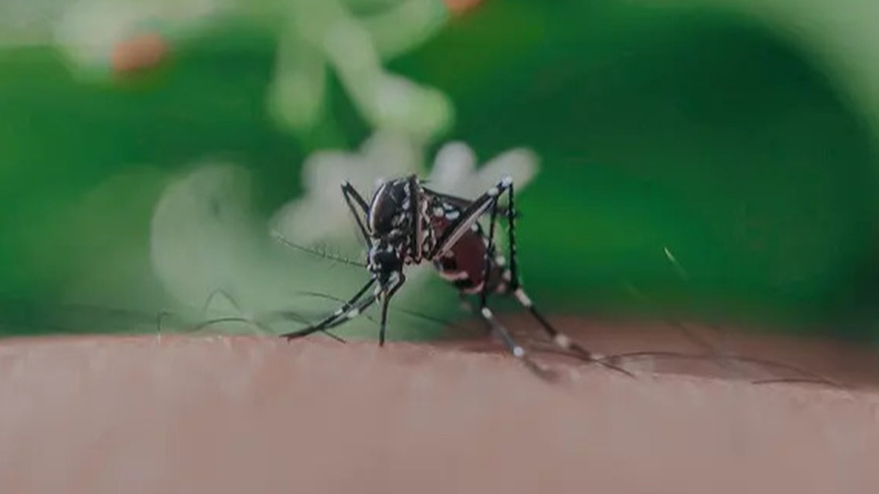 Ilustrasi Gigitan Nyamuk Credit: pexels.com/icon