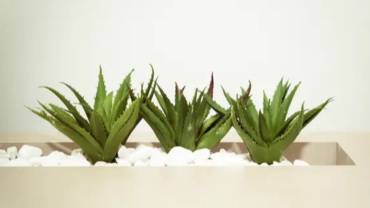 Lidah buaya adalah salah satu tanaman yang sangat terkenal dengan beragam manfaatnya untuk kesehatan. Yuk, simak jenis-jenis dan manfaat dari lidah buaya!