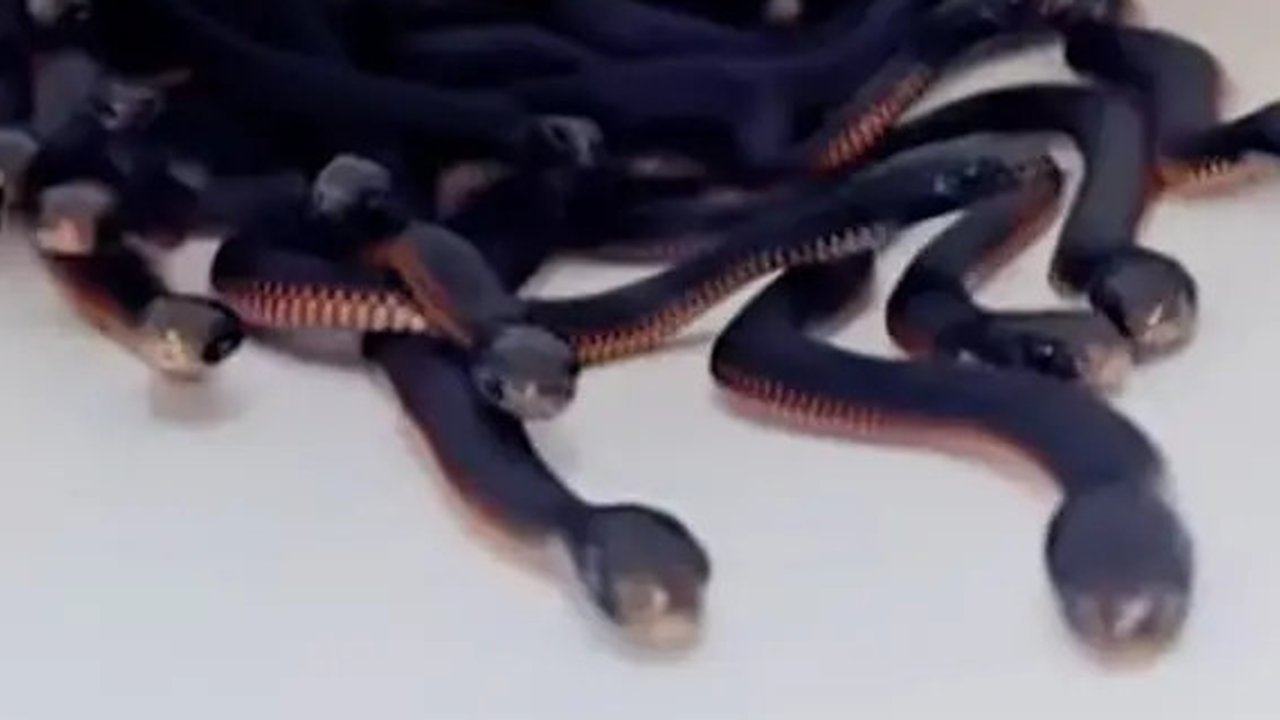 Terungkap Alasan Kenapa Banyak Ular Keluar Saat Musim Hujan