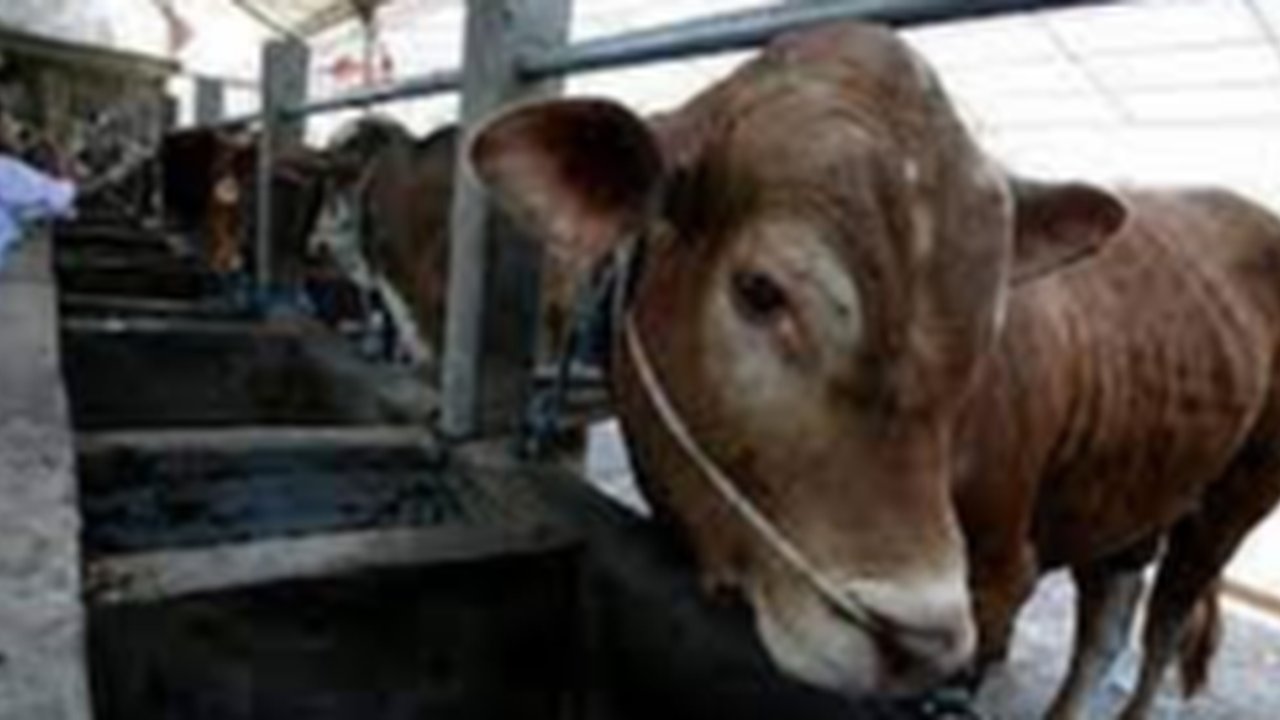 DKPP Tegal menghentikan lalu lintas daging sapi dari Yogyakarta. (Liputan6.com/Fajar Eko Nugroho)