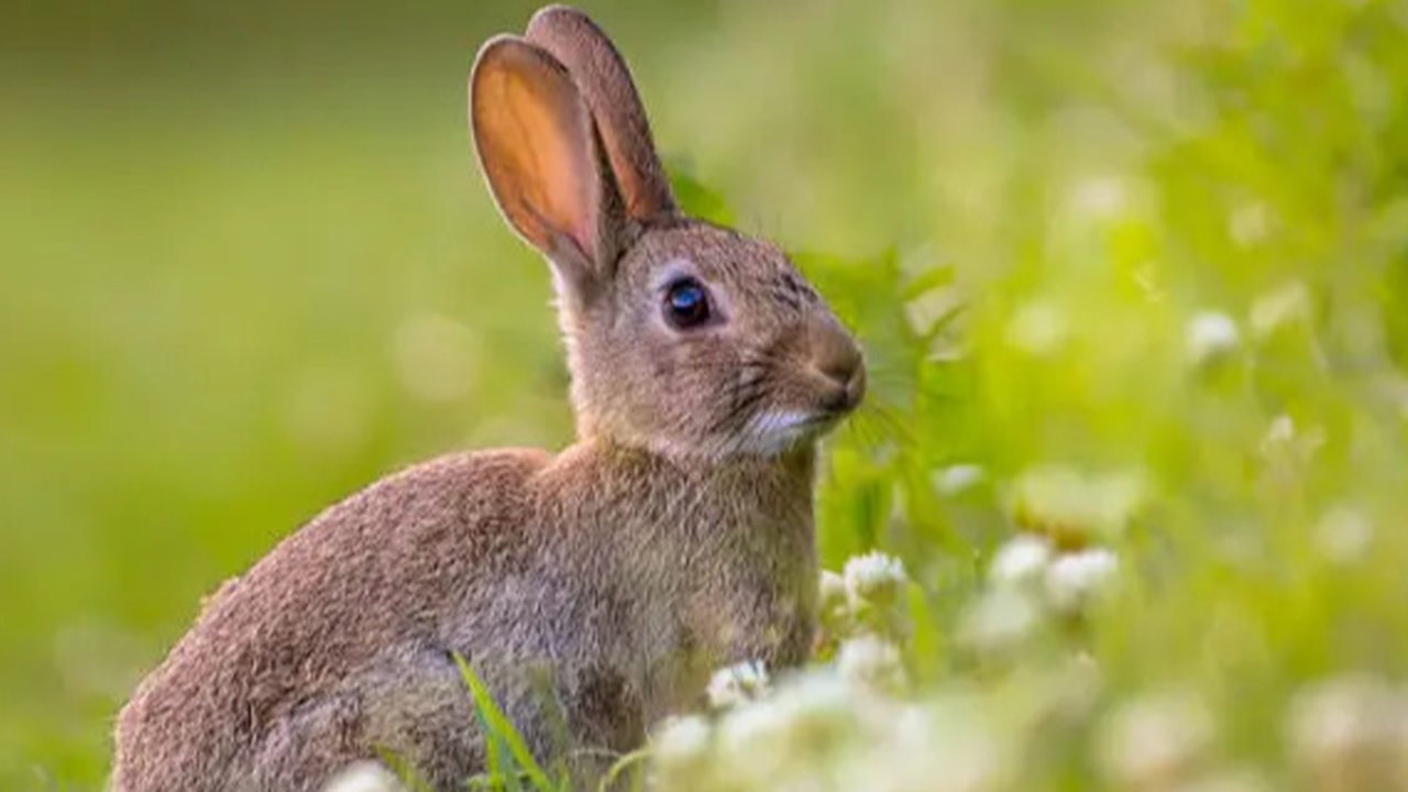 Ustadz Das'ad Latif (SS TikTok)