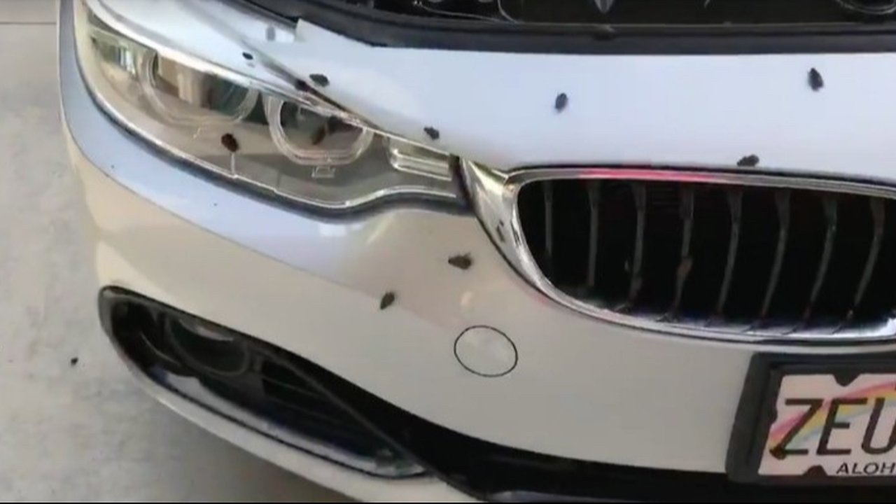 Cara Efektif Menghilangkan Semut dan Kecoa di Mobil Anda