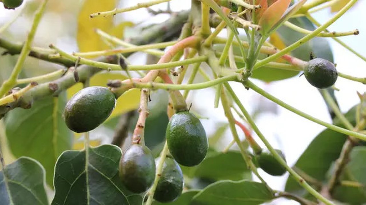 Bunga pohon alpukat. Source: myavocadotrees.com