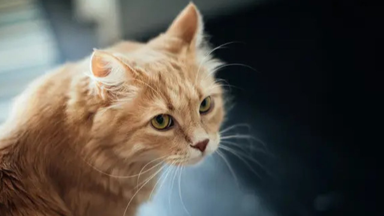Ilustrasi Kucing Credit: pexels.com/Merryman
