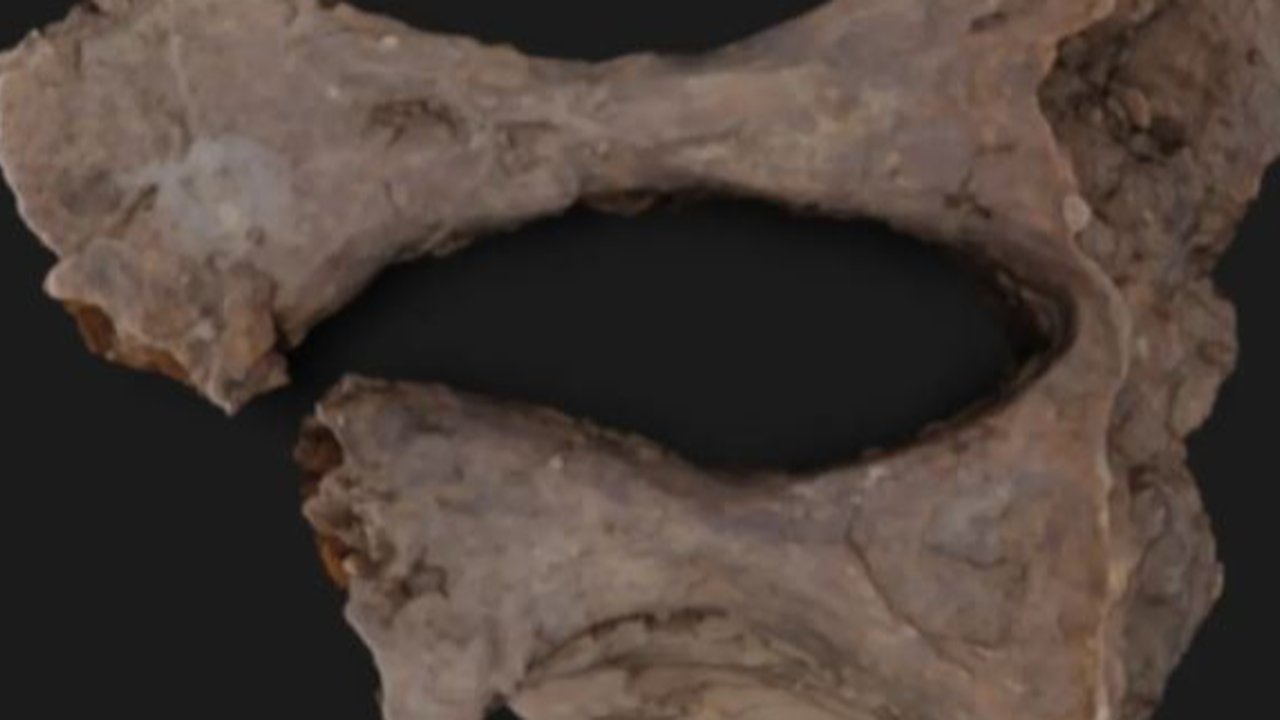Ilmuwan Kaget Temukan Sisa Protein di Dalam Fosil Utuh Tulang Dinosaurus Berusia 66 Juta Tahun
