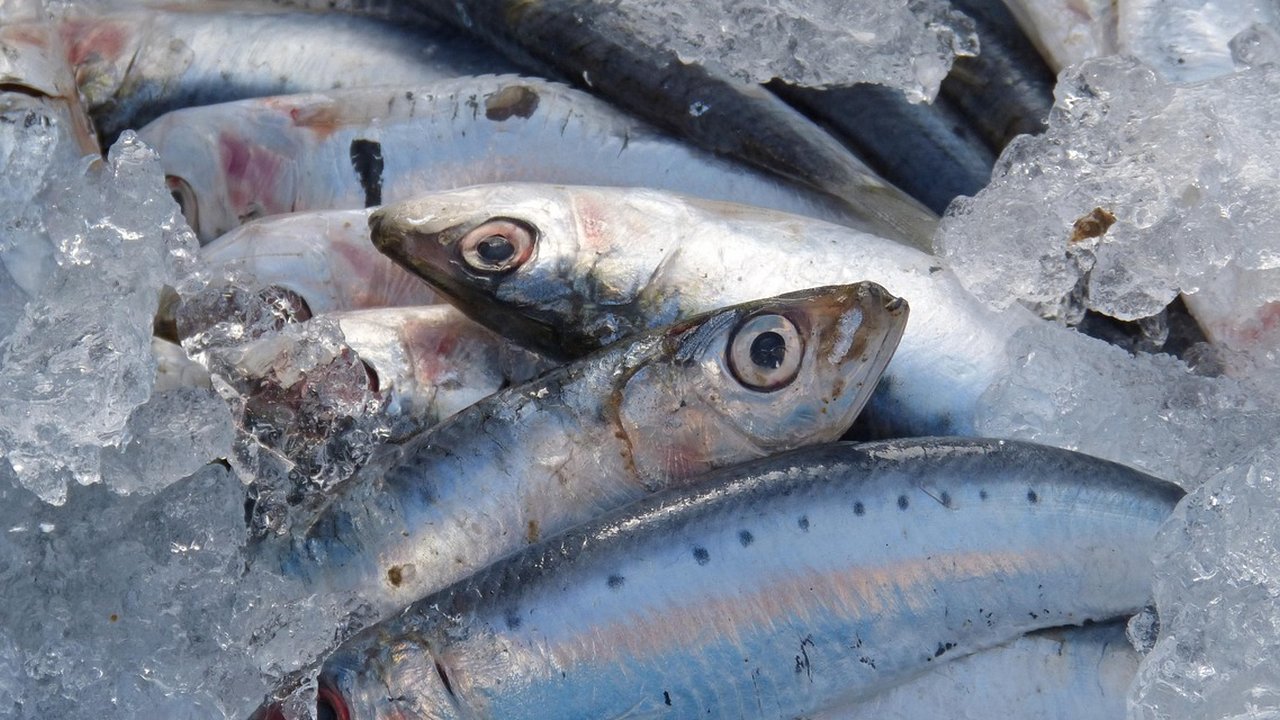 Ilustrasi Ikan Sarden Segar