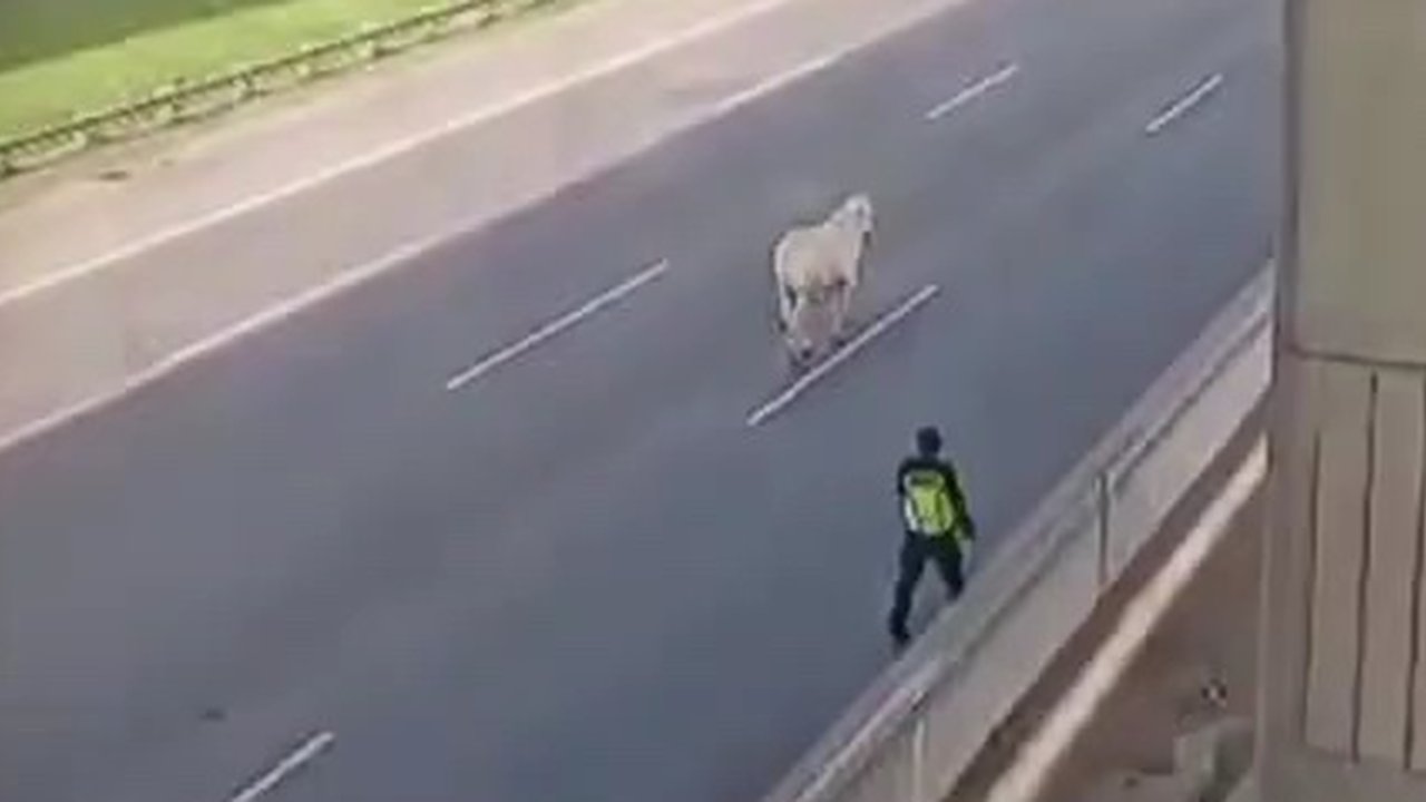 Diduga Terjatuh dari Truk, Sapi Ngamuk di Jalan Tol Japek KM18 dan Langsung Disembelih