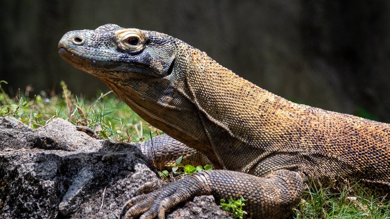 Ilustrasi mimpi biawak/Copyright unsplash/Joshua J. Cotten