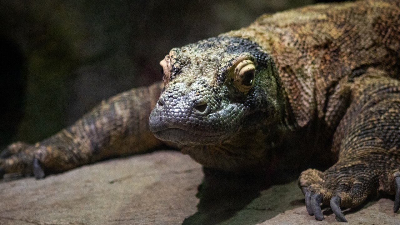 Ilustrasi mimpi biawak/Copyright unsplash/Joshua J. Cotten