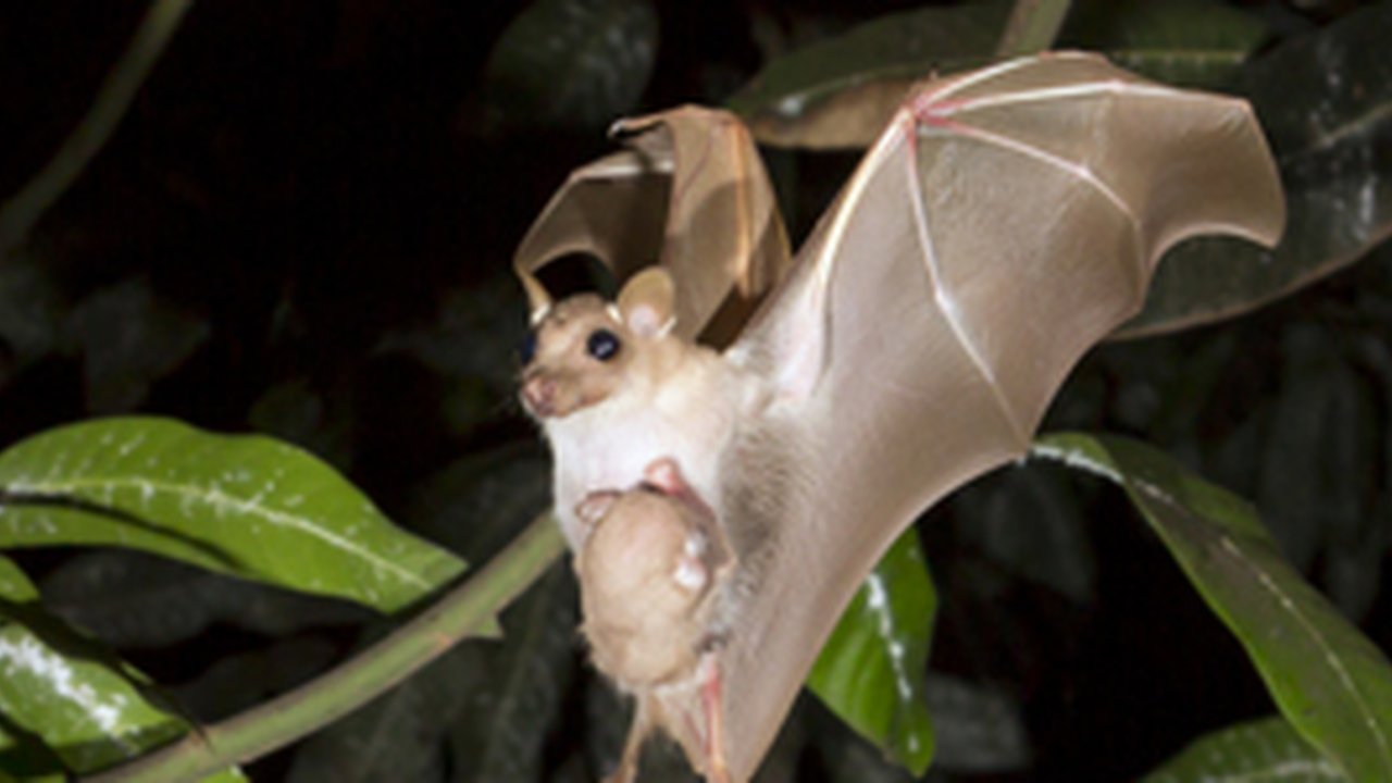 Ilmuwan China Temukan Virus Corona Baru, Bisa Menular ke Manusia Seperti Covid-19