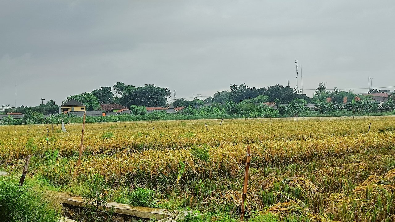 Ternyata Masih Ada Lahan Sawah Produktif di Bekasi, Begini Penampakannya