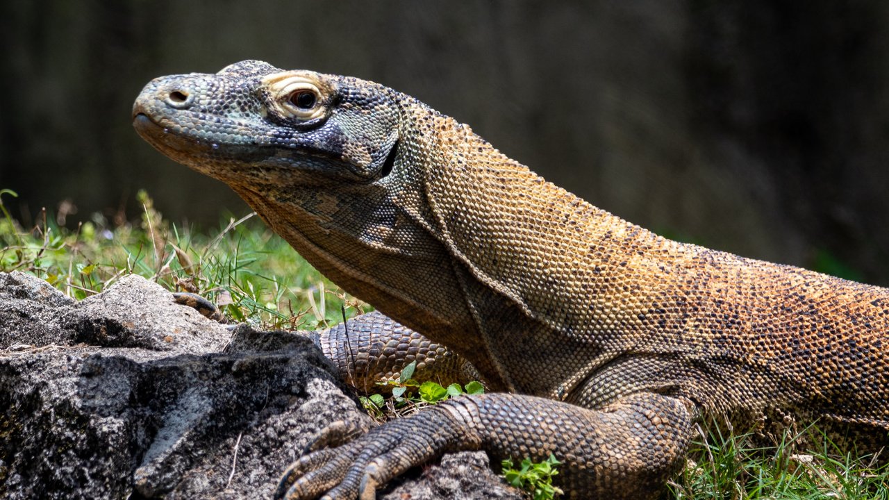 Cara Mengusir Biawak yang Masuk Rumah