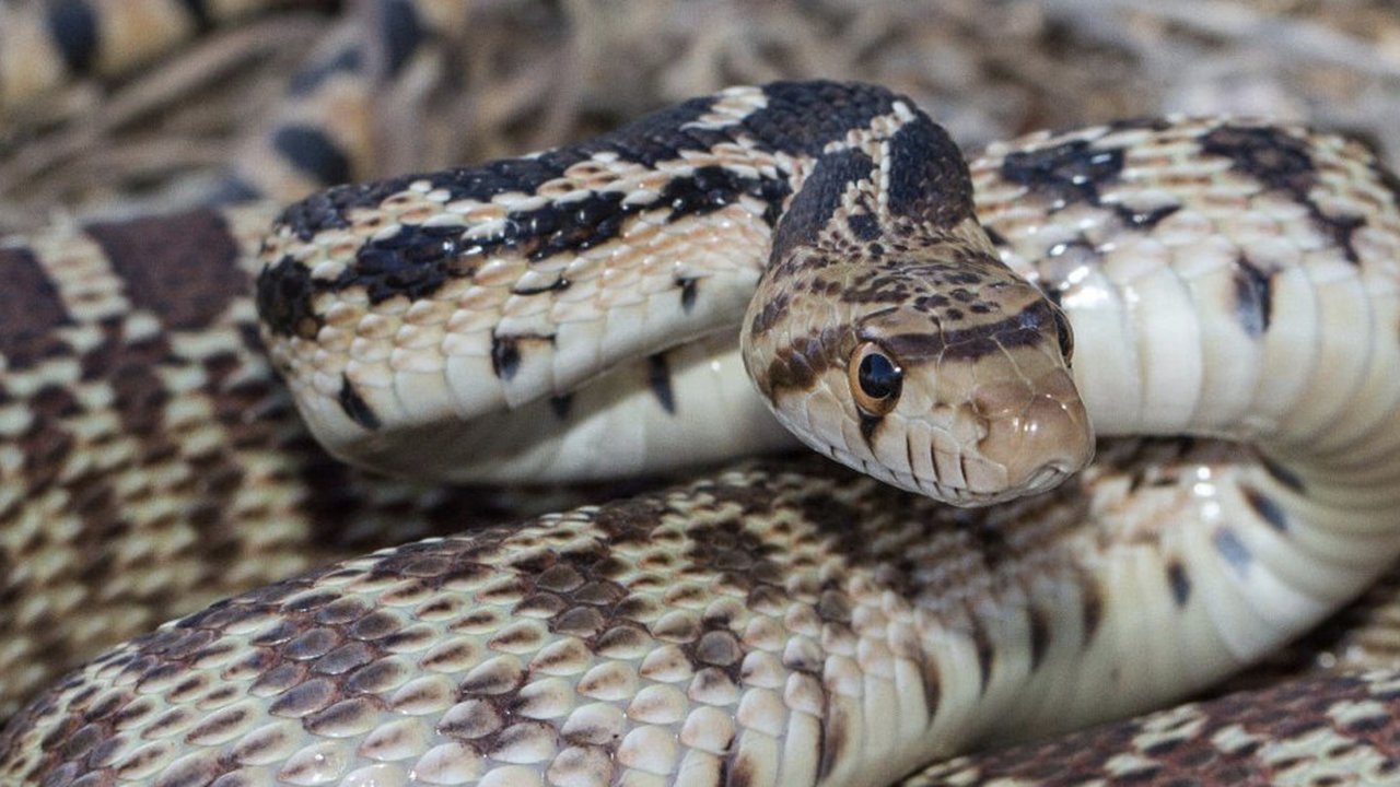 Ilustrasi Great Basin Gopher Snakes (ndow.org)