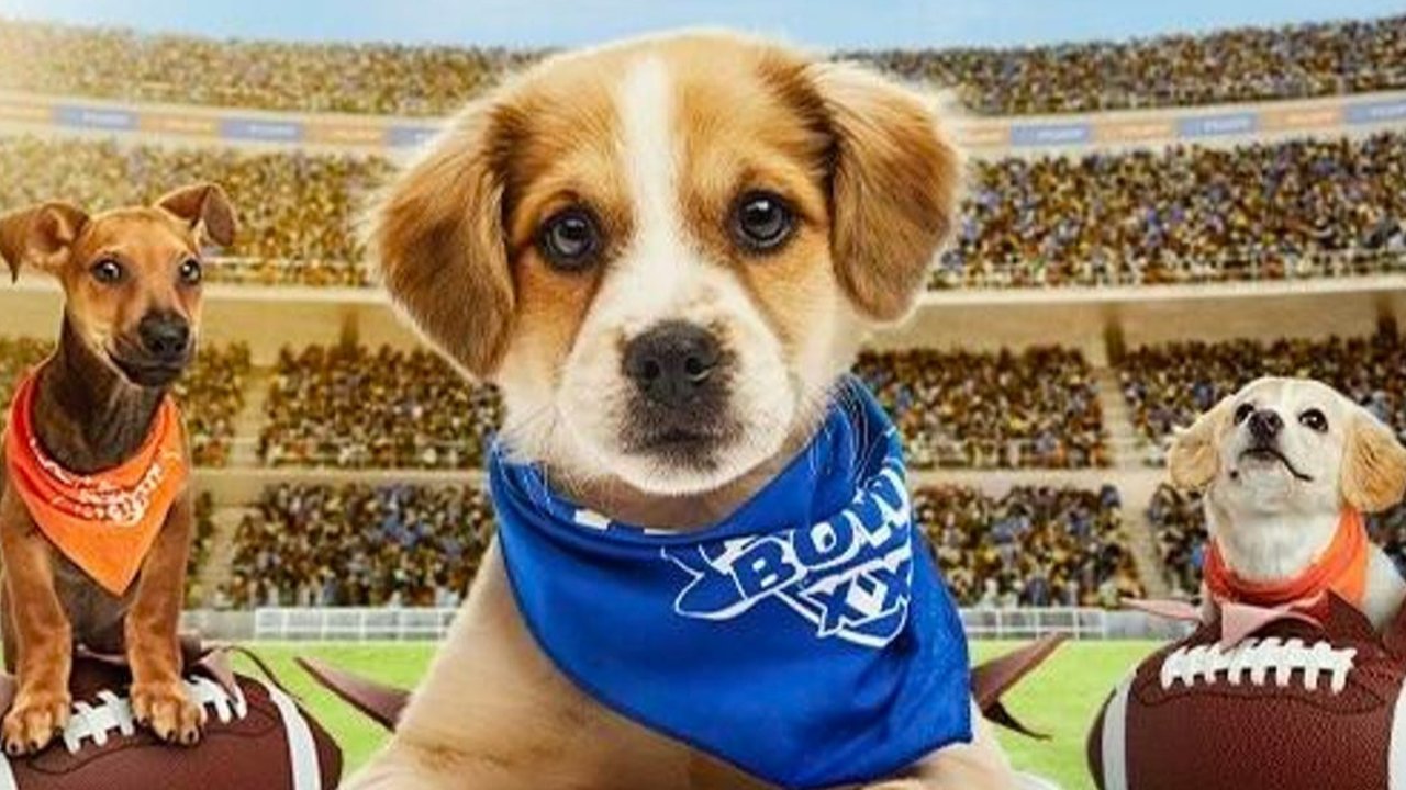 Anjing Kerap Angkat Kaki Saat Buang Air Kecil, Ternyata Ini Tujuannya