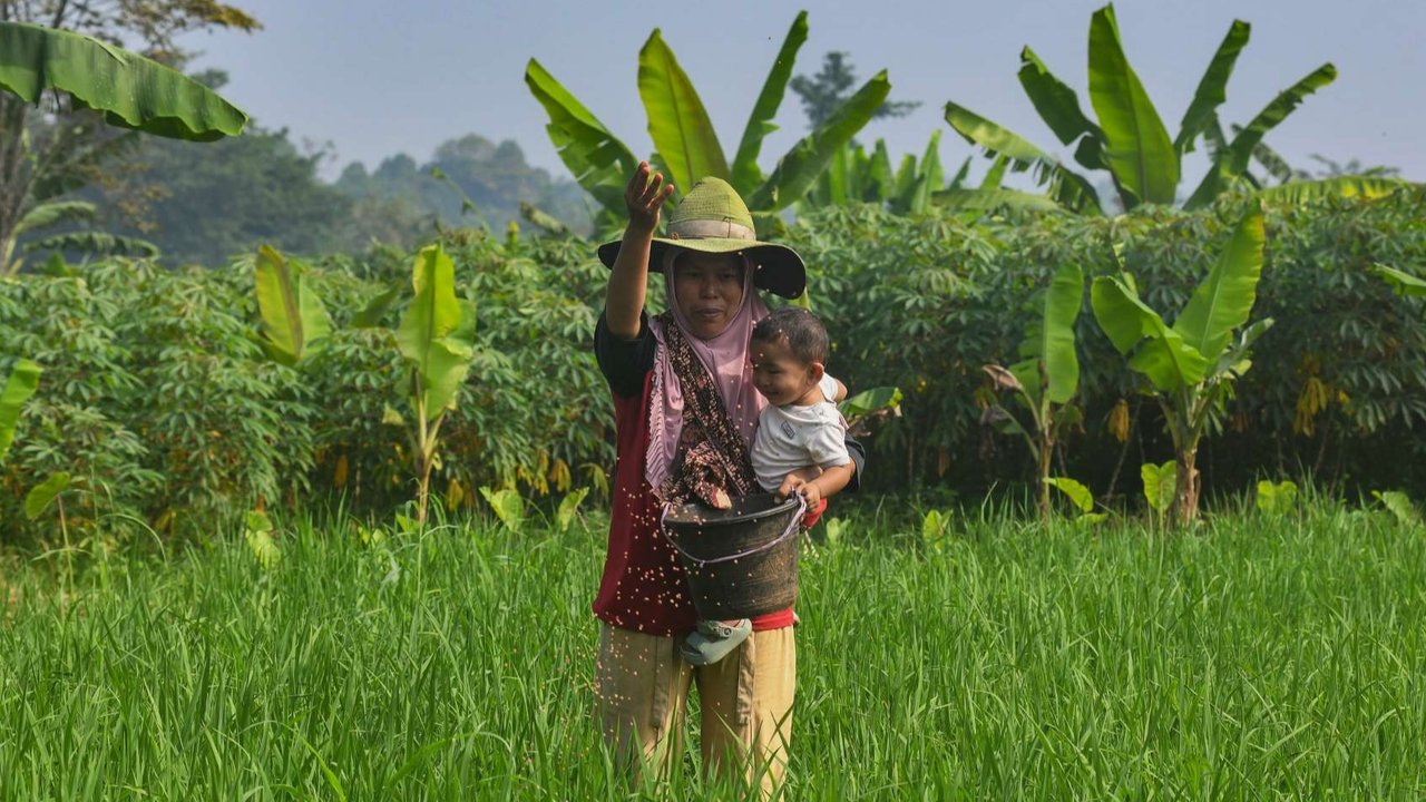 Petani menaburkan pupuk phonska pada tanaman padi huma di Desa Iwul, Bogor, Senin (24/02/2025). Distribusi pupuk subsidi kepada petani mulai lancar sejak akhir tahun 2024 lalu. Setiap anggota kelompok tani mendapatkan jatah masing-masing 2 kwintal jenis pupuk urea dan ponska dengan harga Rp150 ribu per 50 kilogram ditambah ongkos kirim.