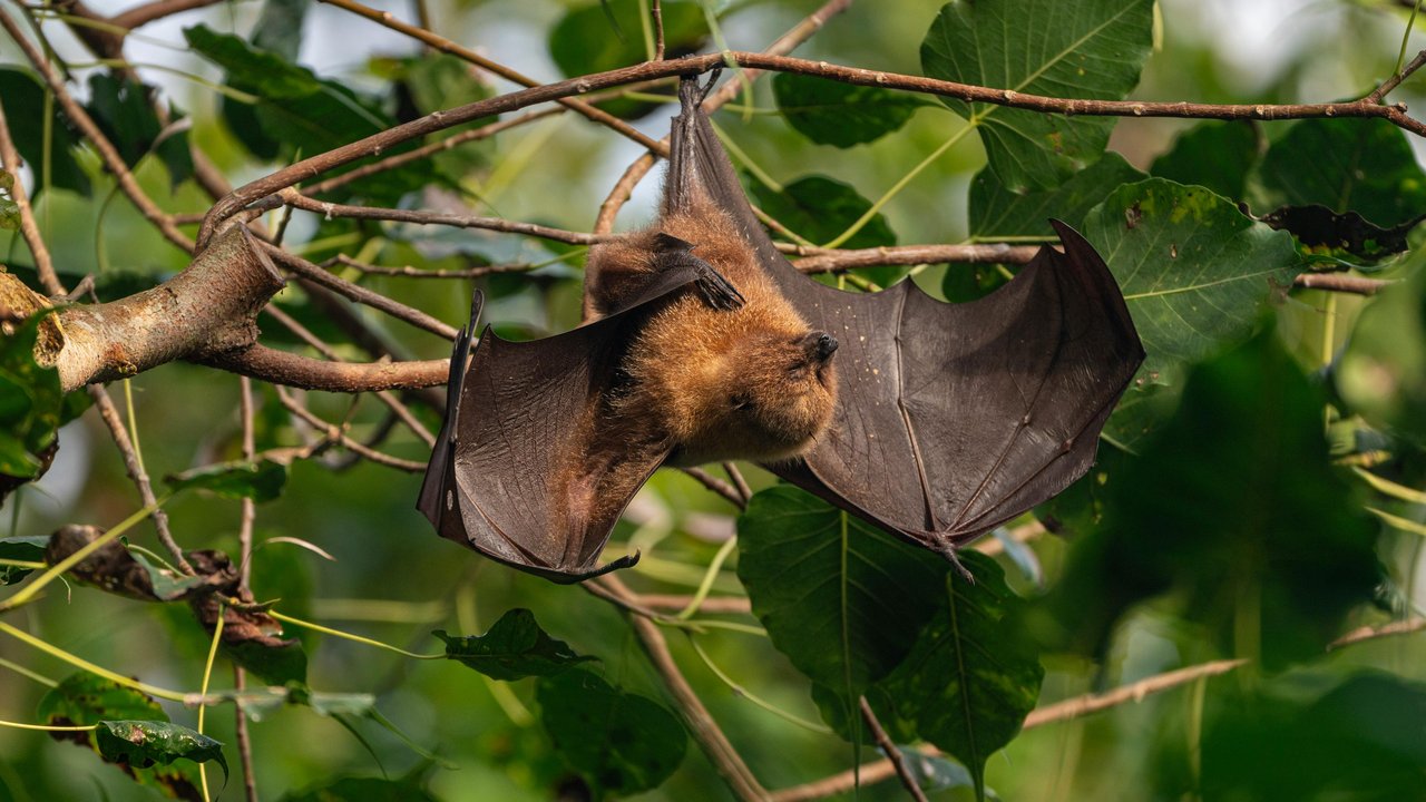 Virus Nipah berasal dari kelelawar buah yang ditularkan ke babi atau hewan pembawa lainnya. (Foto: Unsplash/Waldemar)