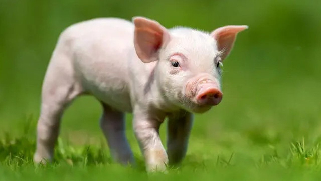 Ilustrasi anak babi. (Image by Ilustrasi anak babi on Freepik)