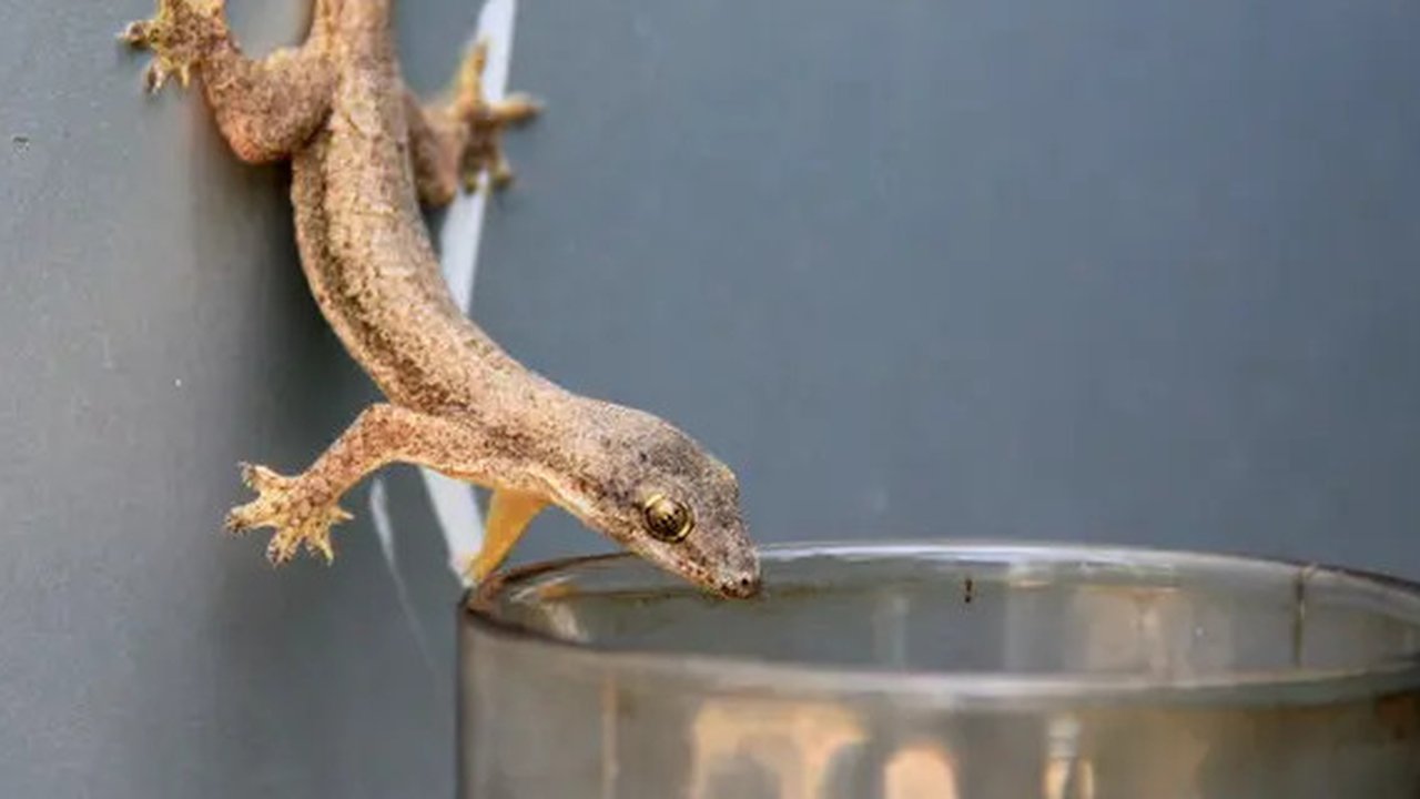 Penyebab Rumah Banyak Cicak dan Cara Mengusirnya, Mudah Pakai Bahan Murah yang Ada di Dapur