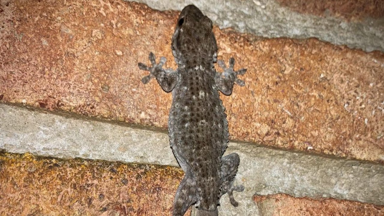 Ilustrasi tokek merayap di dinding