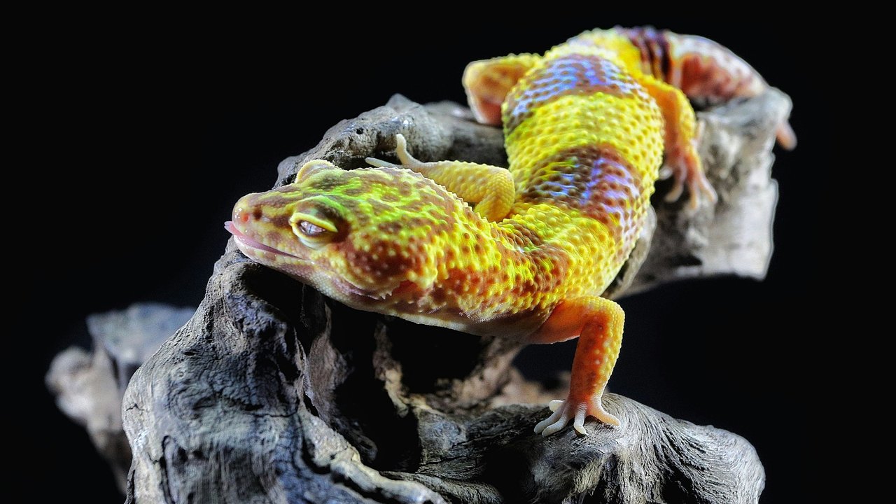 Jangan Asal Usir Tokek dari Rumah, Harganya Ternyata Mahal