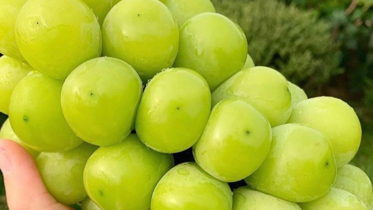 <p>Anggur Muscat disebut sebagai varietas anggur tertua. (Dok: Instagram @fruitnetic_by_mik)</p>